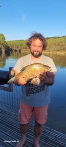 Common Bream