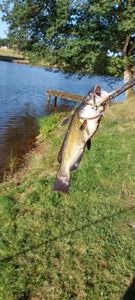 Black Bullhead