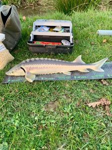 Siberian Sturgeon