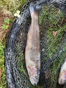 Rainbow Trout