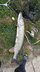 Northern Pike