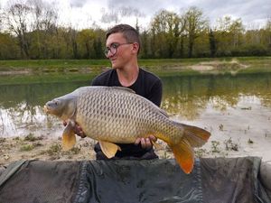 Common Carp
