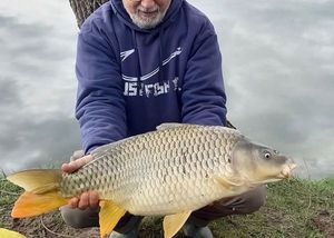 Common Carp