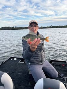 European Perch