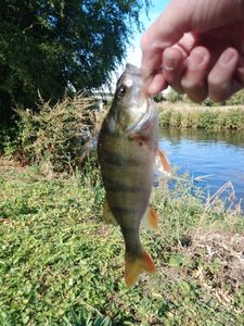 European Perch