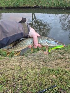 Northern Pike