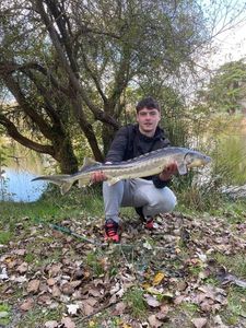 Sturgeon