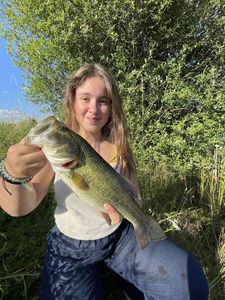 Largemouth Bass