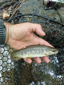Brown Trout