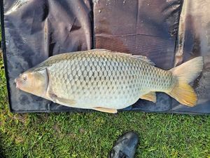 Common Carp