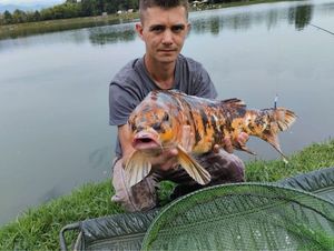 Koï Fish