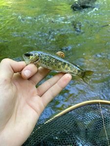 Brown Trout
