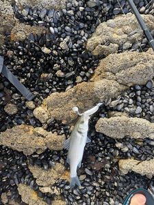 European Bass (Seabass)