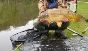 Common Carp