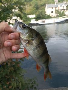 European Perch