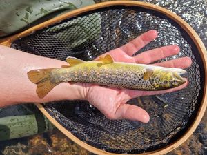 Brown Trout