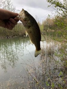 Largemouth Bass