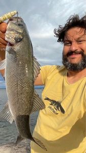 European Bass (Seabass)