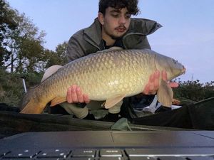 Common Carp
