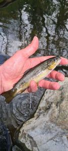 Brown Trout