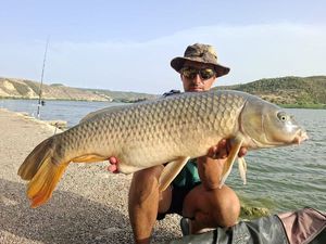 Common Carp