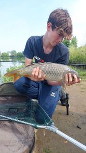 Common Carp