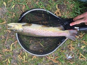 Brown Trout