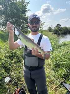 Atlantic Salmon