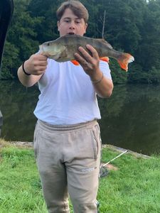 European Perch