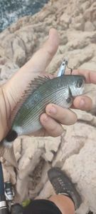 Saddled Seabream