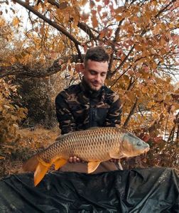 Common Carp
