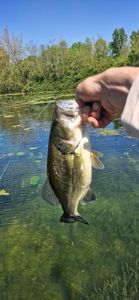 Largemouth Bass