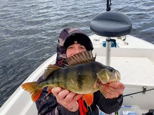European Perch