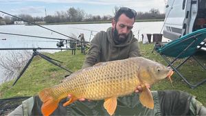 Common Carp
