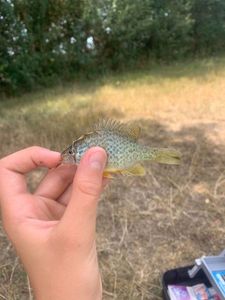Green Sunfish