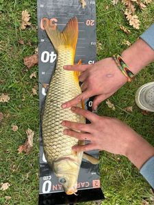 Common Carp