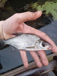Blue Bream