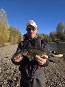 Largemouth Bass