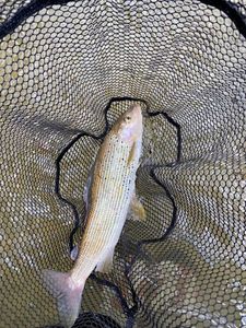 Grayling