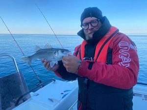 European Bass (Seabass)