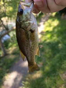 Largemouth Bass