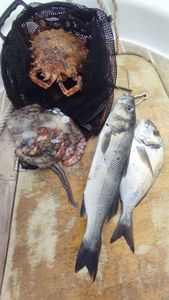 European Bass (Seabass)