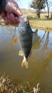 European Perch