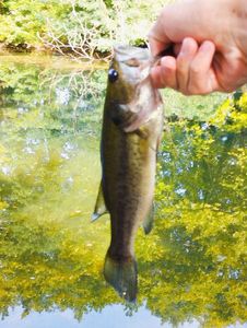 Largemouth Bass