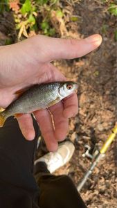 Roach