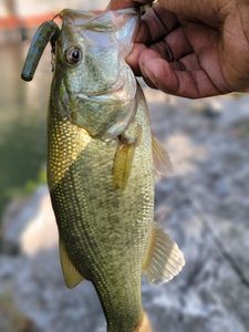 Largemouth Bass