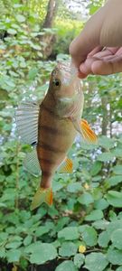 Yellow Perch