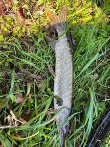 Northern Pike