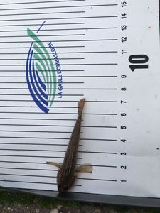 Round Goby
