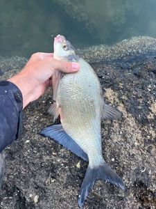 Common Bream